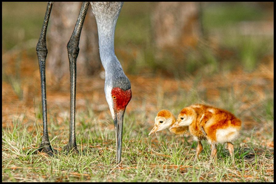 A sandhill crane adult helps its newly hatched chicks find food, Moss Park, Central Florida. Bible Verse of the Day and Psalm 127:3-4 Children, a blessing from God
