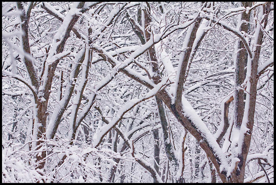 Snow covered branches fill Fontenelle Forest, Bellevue, Nebraska and Job 37:6. Bible verse He says to the snow, Fall on the earth.