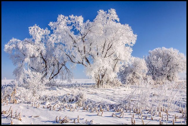 Snow and hoarfrost covered trees in a farm field under a bright blue sky, Eastern Nebraska and Isaiah 1:18. bible verse on as white as snow