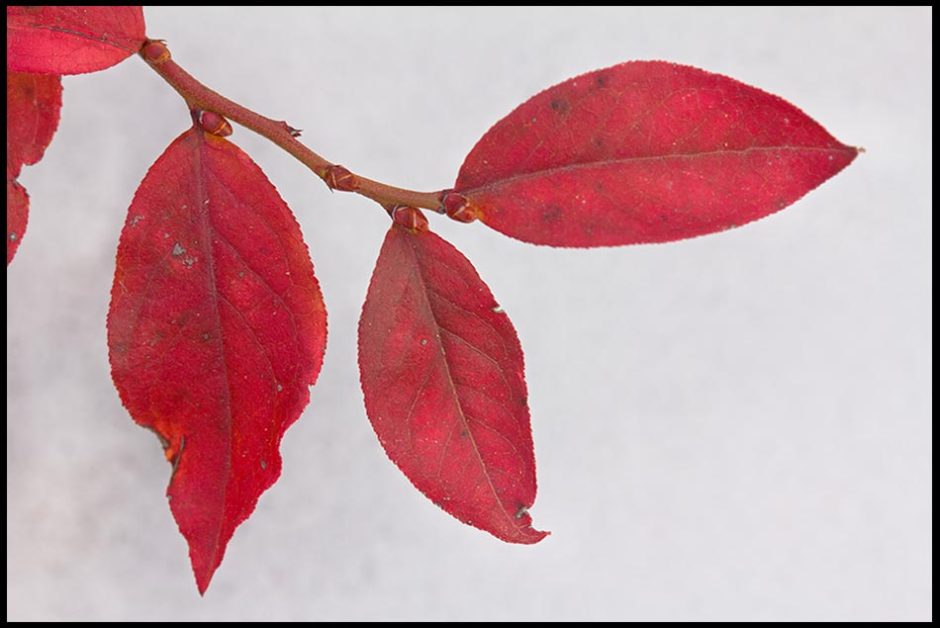 Fall red blueberry leaves standout against snow, Eastern Nebraska and Psalm 9:18. "But God will never forget the needy" bible verse