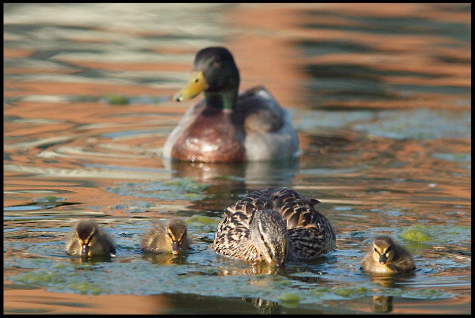 A male (drake) mallard duck swims with and watches over a female and her ducklings. Psalm 121:7-8 Bible verse god watches over