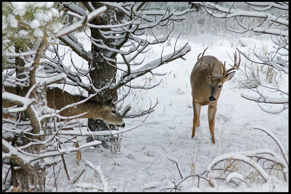 White-tailed deer buck and doe under snow covered trees, Chalco Hills State Recreation Area, Nebraska and Song of Solomon 2:9-10. Bible verse “My beloved is like a