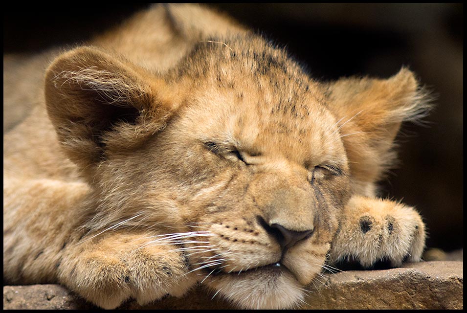 Lion club sleeps at the Henry Doorly Zoo, Omaha used for Bible verses 116:7-8 Rest in God