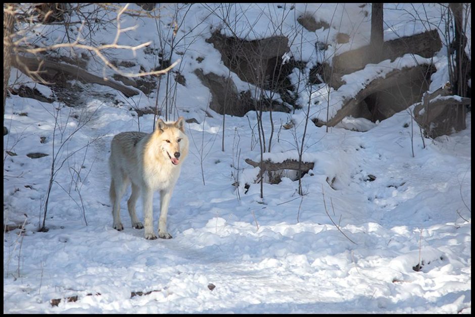 A white wolf in snow stands watchful in the shade and sunlight. Bible Verse of the Day 2 Timothy 1:7 God for the fearful