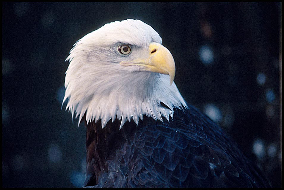 A bald eagle portrait, New York State. Bible Verse of the Day: Matthew 14:27 Take courage