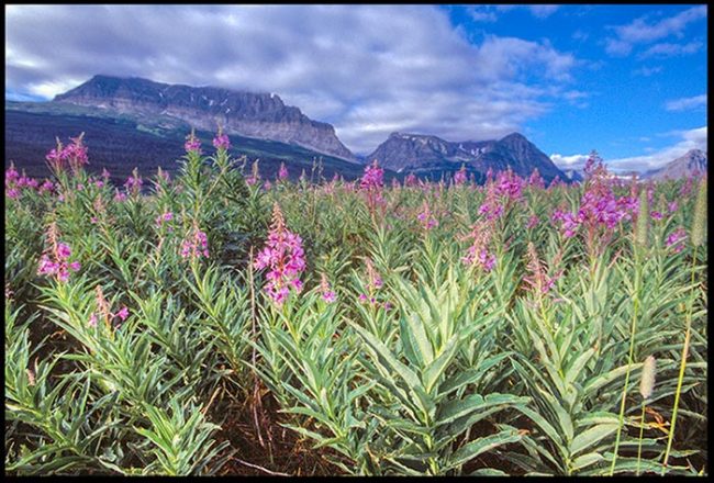 Purple fireweed in a mountain valley in the Many Glacier area of Glacier National Park. Fireweed illustrates God heals and restores.