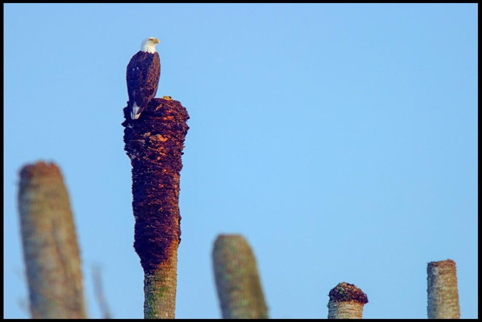 A bald eagle perched on the trunk of dead Palm, Orlando Wetlands Park, Central Florida and Bible verse Psalm 3:3 my glory and the lifter of my head