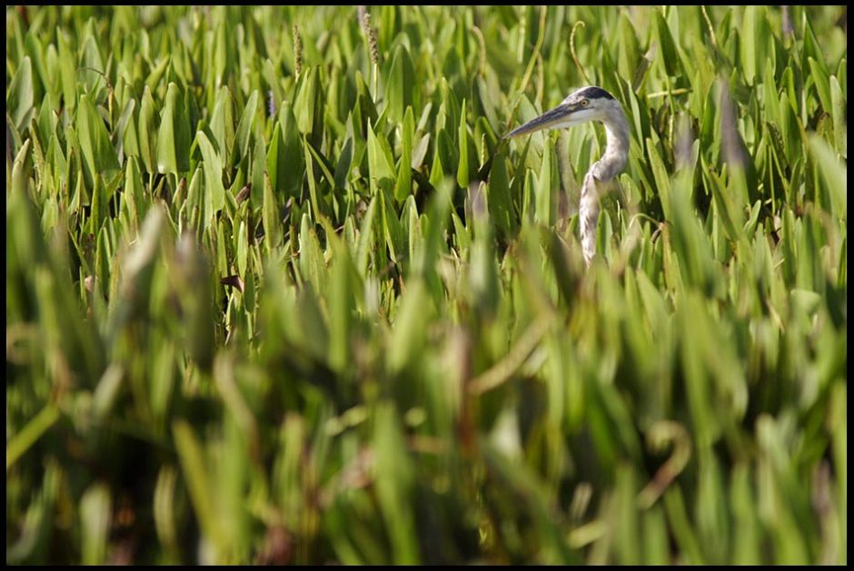 A great blue heron hidden in green reeds stalks its prey, Orlando Wetlands Park, Central Florida. Hebrews 11:3 