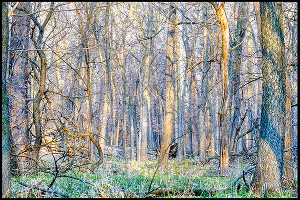 Spring in Fontenelle Forest in Bellevue, Nebraska. Set free your anxiety outside during covid-19