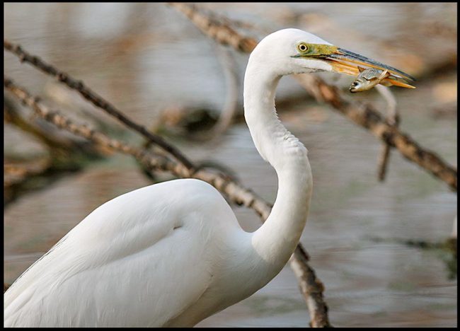A white great egret with a small fish, Heron Haven, Nebraska. Bible Verse of the Day: Proverbs 14:6 careless fool