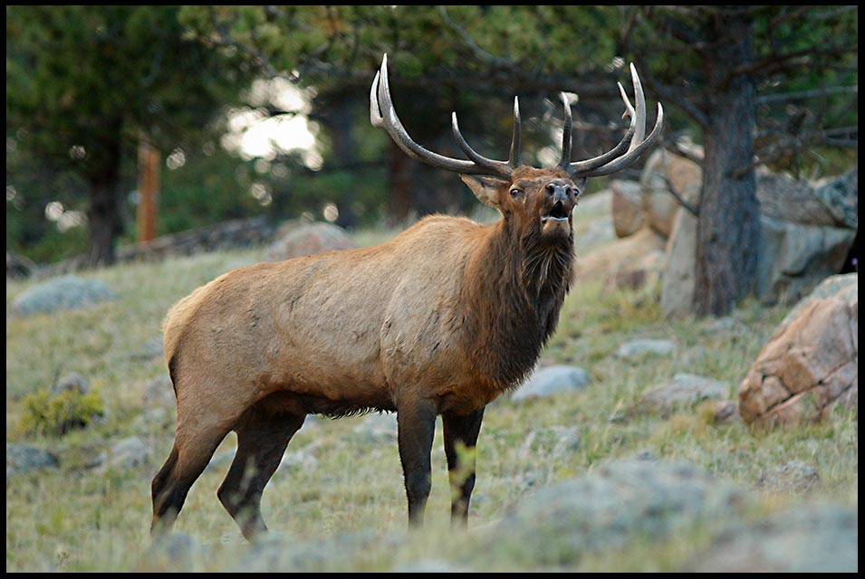 Bull Elk Bugling on the edge of forest and meadow in Rocky Mountain National Park, Colorado. Bible verse Romans Creation Groans 