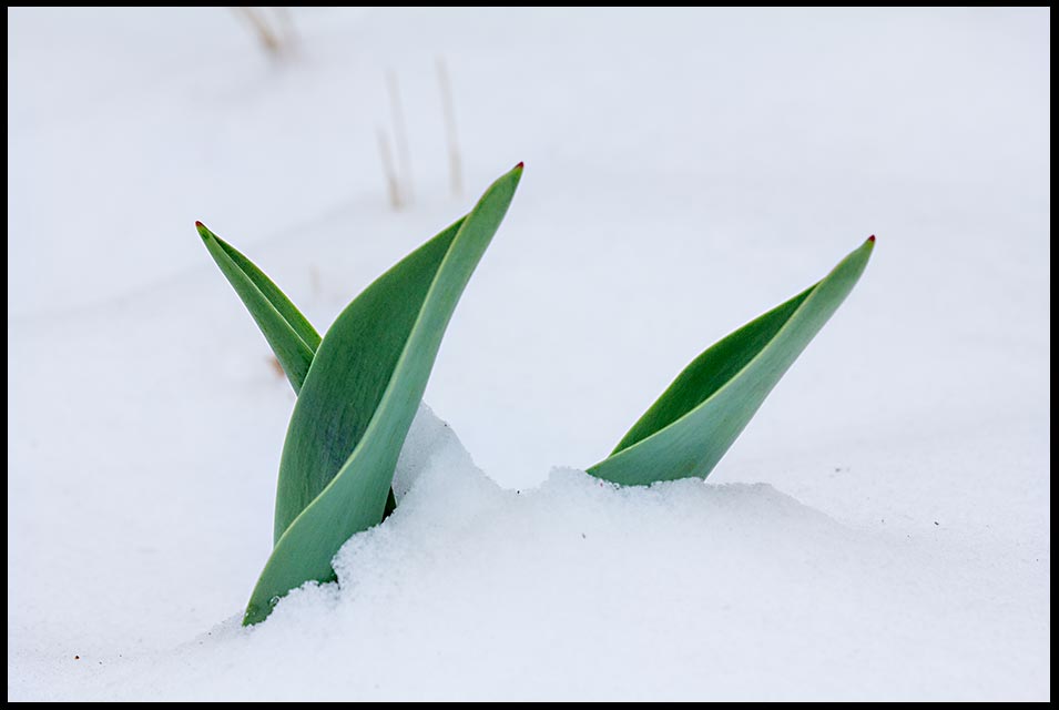 Three tulip leaves poke through snow, Bellevue, Nebraska. Bible Verse of the Day: Psalm 13 1-2 tough times