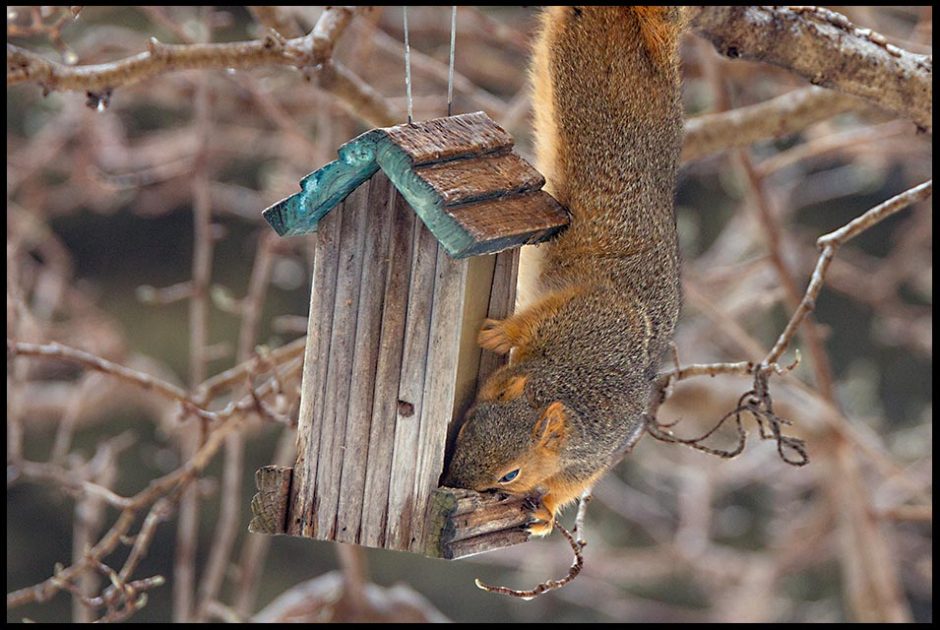 A Nebraska fox squirrel robs birdseed from a rustic wooden bird feeder. Bible verse of the day and John 10:10 "The thief comes only to steal and kill and destroy; I came that they may have life