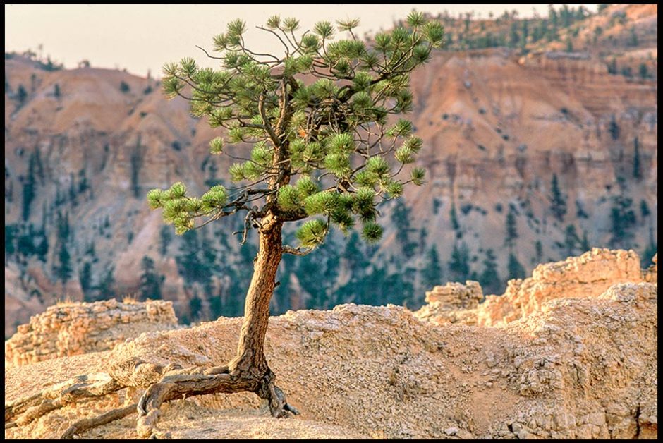A small pine tree clings to the top of a rock cliff, Bryce Canyon National Park, Utah and Psalm 119:30-31. Bible verse and cling