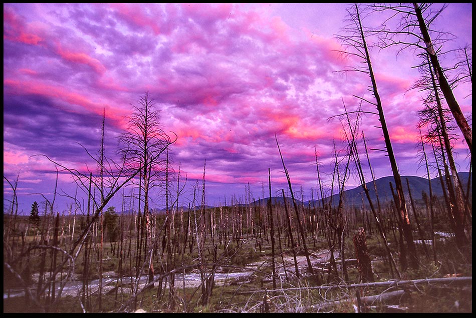 A brilliant magenta post sunset sky and clouds in a burned out area in Glacier National Park, Montana from 1988 fire. Bible Verse of the Day: Joel 2:29-30 , Wonders in the heavens