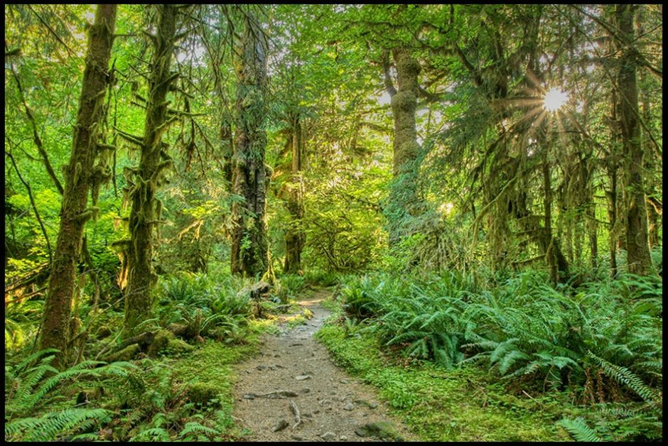 A trail heads towards the sun through the thick green vegetation the Hoh Rainforest, Olympic National Park, Washington State. Bible verse of the day, Luke 12:30 seek his kingdom