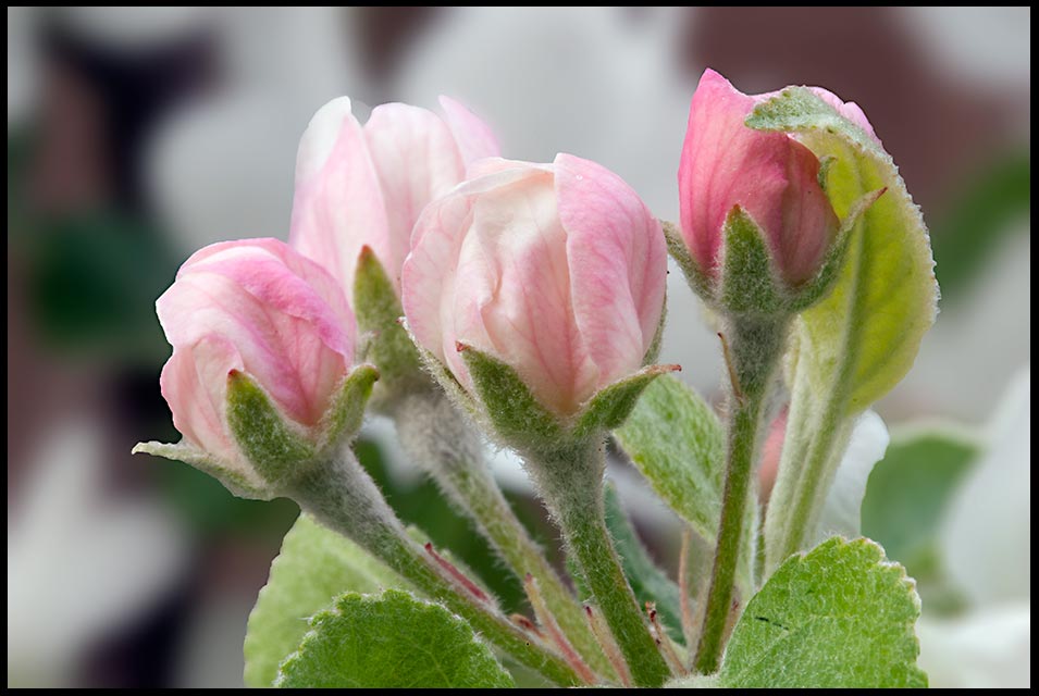 Pink and white apple blossom buds, Eastern Nebraska and Ecclesiastes 8:17. Bible verse to Discover the work of God