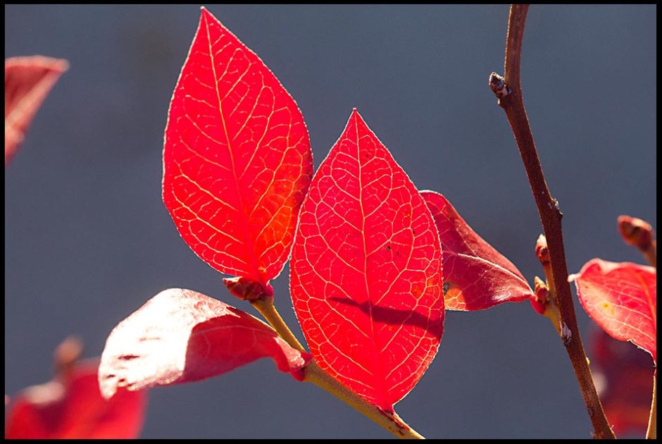 Backlit bright red fall blueberry Leaves, Bellevue, Nebraska. Bible Verse of the Day: Matthew 26:28 The Blood of Forgiveness