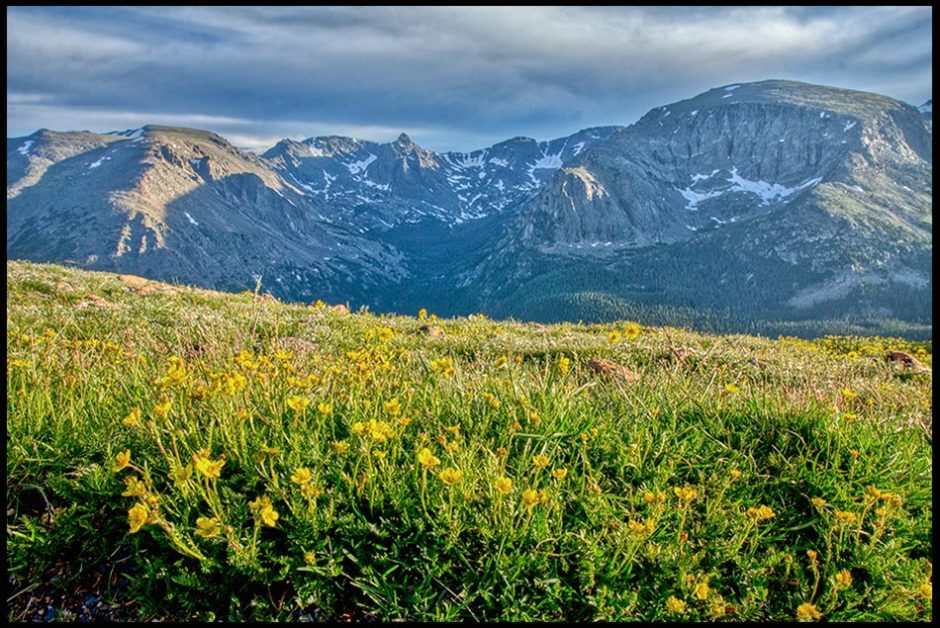 Yellow wildflowers fill a mountain meadow, Rocky Mountain National Park, Colorado and Deuteronomy 10:14 Bible verse that the natural world belongs to God