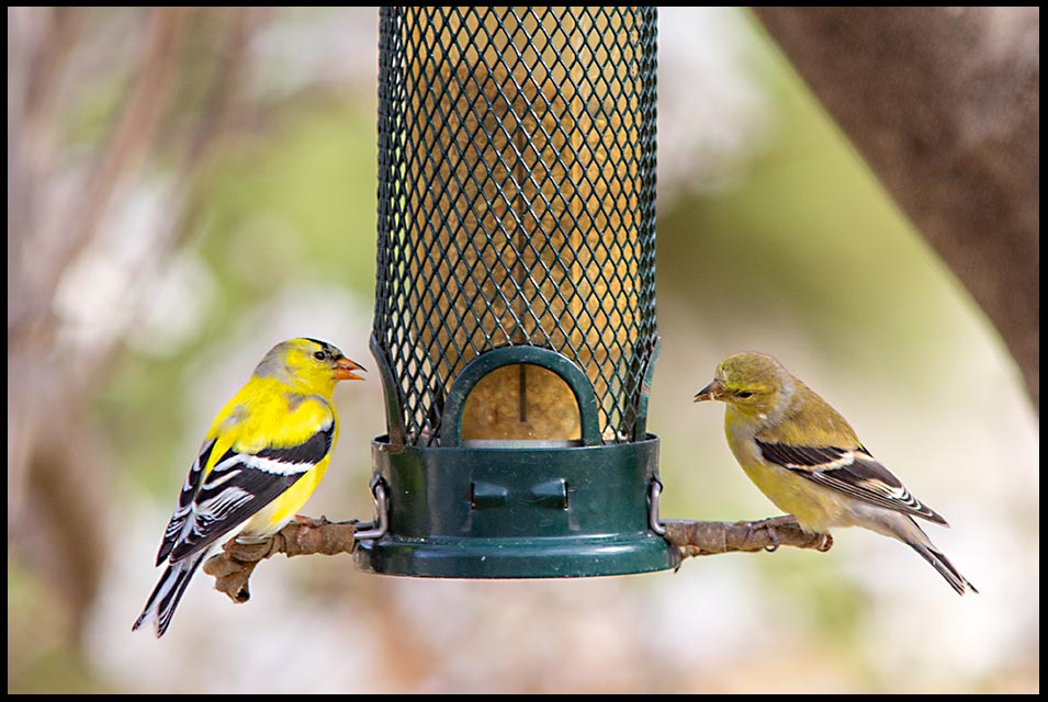 A male and female goldfinch eat mullet from a birdfeeder, Bellevue, Nebraska. Bible Verse of the Day: Song of Solomon 2:10, Arise, my darling