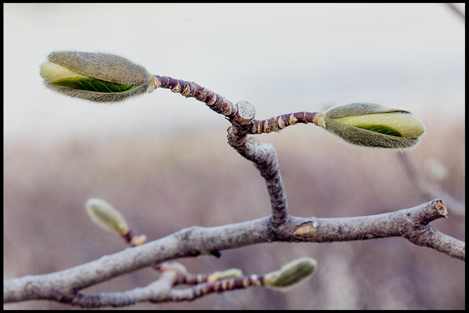 Two slightly opened buds on a magnolia tree, Eastern Nebraska. The Visual Bible Verse of the Day: Habakkuk 3:17 Though the fig tree does not bud