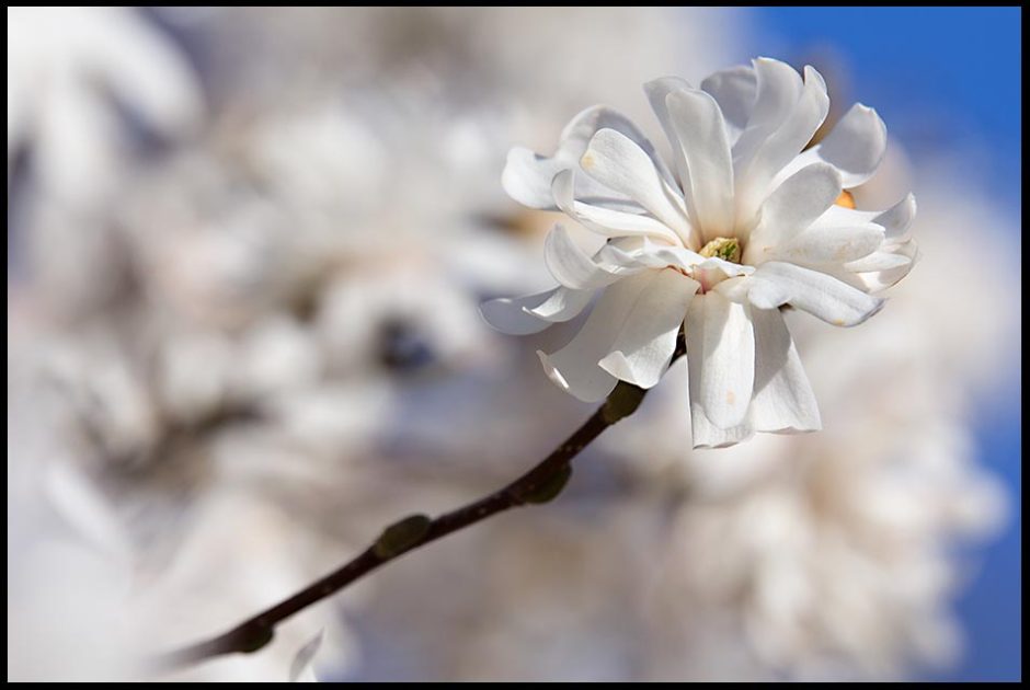 White magnolia blossom in springtime, Bellevue, Nebraska. Bible Verse of the Day: Romans 6:4 a New Creation in Christ