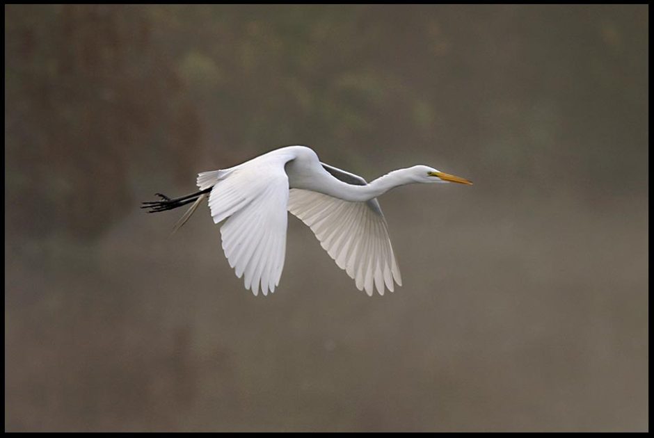 A white great egret in flight over wetlands through fog at Gatorland in Central Florida, and Ephesians 2:8-10 by grace alone
