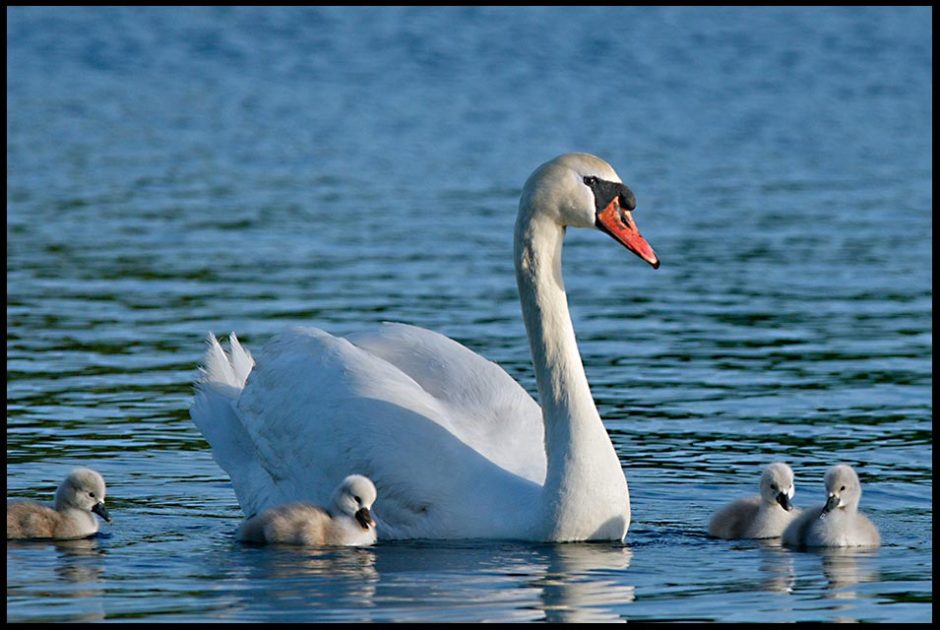 A mute swan mother with her Cygnets inEastern Nebraska. Bible Verse of the Day: Psalm 139:5-7, God is faithful