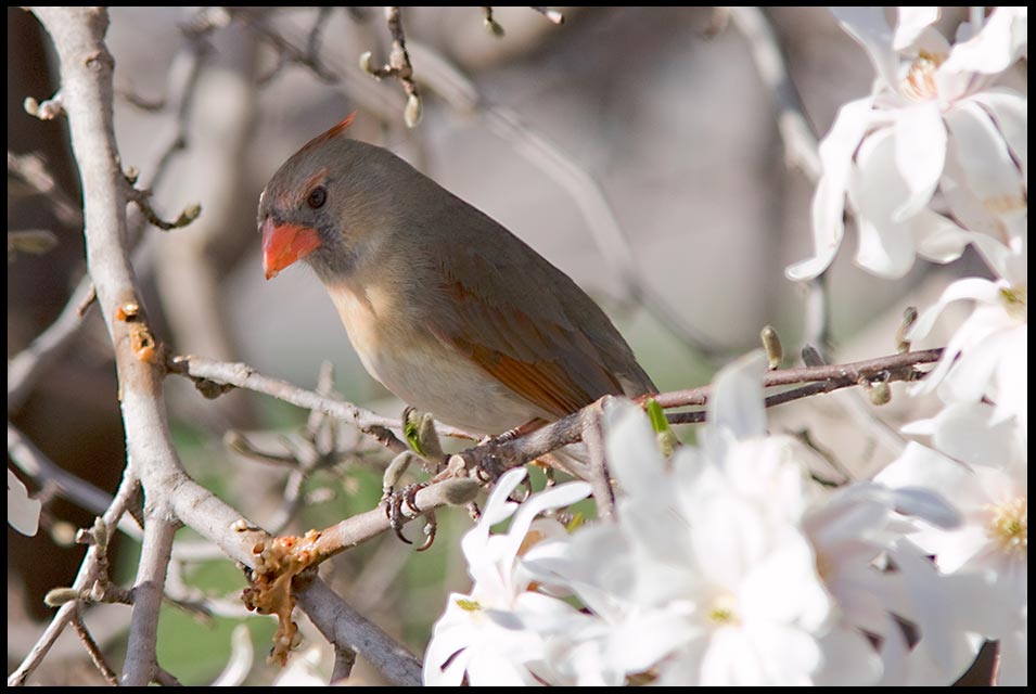 Breeding colored Female cardinal in magnolia blossoms, Eastern Nebraska and Psalm 34:3. Bible verse and magnify the lord