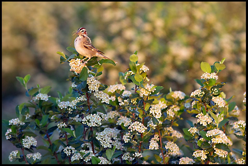 Lark sparrow with nesting material on a blossoming aronia berry, Washington County, Nebraska and Psalm 84:3 Bible verse about God's presence