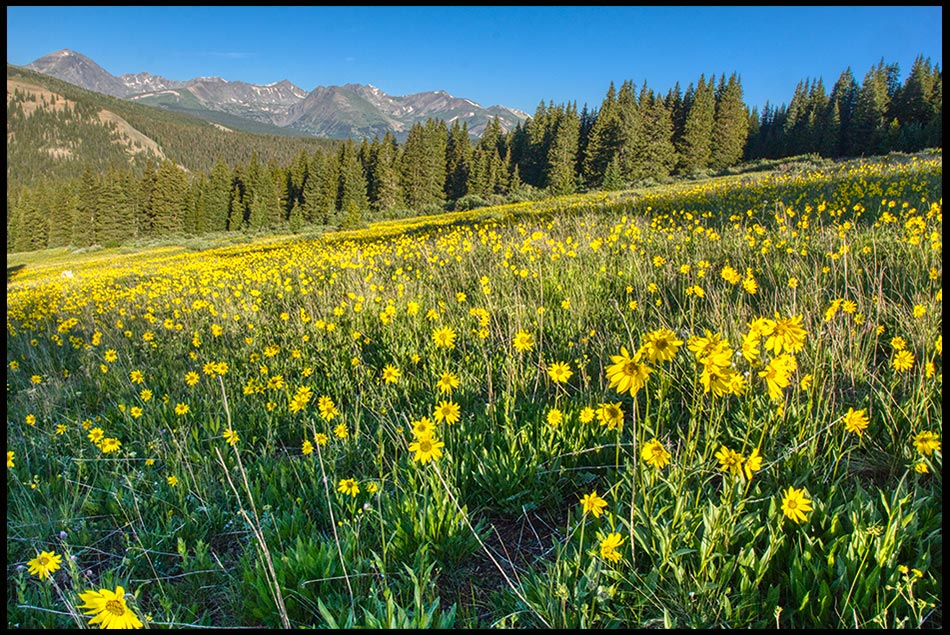 Mountain meadow with yellow wildflowers and blue sky, Summit County, Colorado and 1 Chronicles 16:31. let the earth rejoice