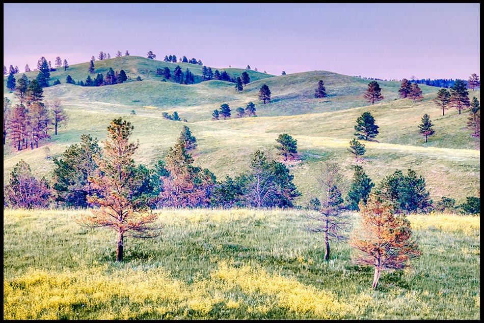 Peaceful rolling prairie hills of Custer State Park in South Dakota sparsely covered with pine trees, South Dakota. Bible Verse of the Day: Psalm 72:3-4 and the Messiah's Peace