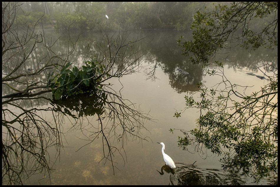 A snowy egret wading in swamp in a fog, Central Florida. Bible Verse of the Day: Psalm 119:9 Don't let me wander