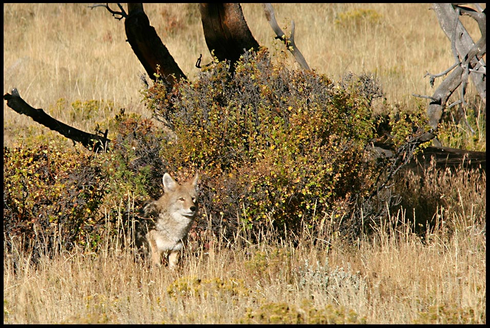 A coyote pops out from a bush in the brown fall grass of Moraine Park. Bible Verse of the Day: Isaiah 43:20, the goodness of God and His promises Rocky Mountain National Park, Colorado.