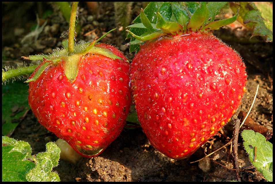 Strawberries, Eastern Nebraska and Galatians 5:22-23 bible verse strawberries and the fruit of the spirit