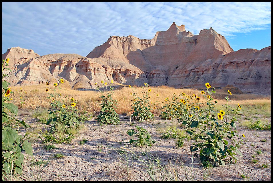 Wild sunflowers desert blooms in dry soil under a blue sky, Badlands National Park, South Dakota and Bible verse Isaiah 35:1.