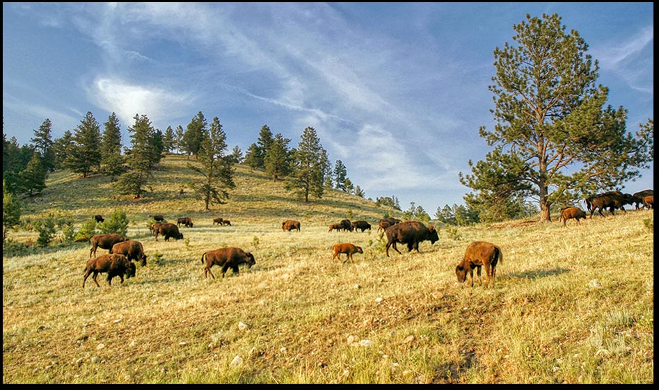 Bison Herd, Custer State Park, South Dakota. Psalm 50:10. the cattle upon a thousand hills