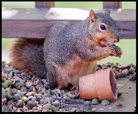 A squirrel in a pile of acorns eating one. Acorn show there is meaning to life.