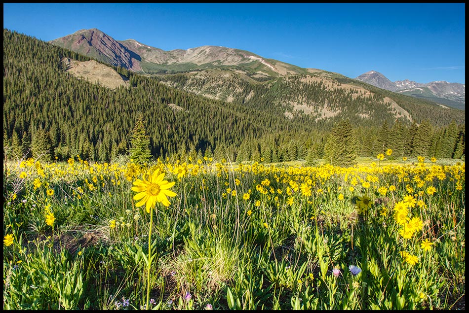 Mountain meadow with yellow wildflowers, Summit County, and Bible Verse of the Day: Colorado and Ephesians 1:11-12. Bible verse Hope in Christ