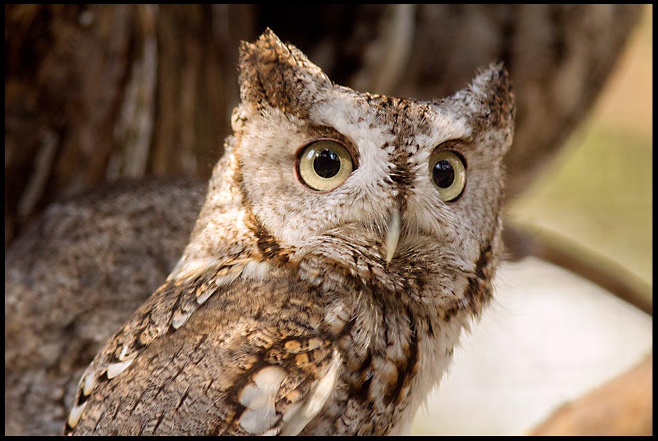 Screech owl on a branch, Eastern Nebraska and Psalm 107:42-43 Bibles verse and who is wise