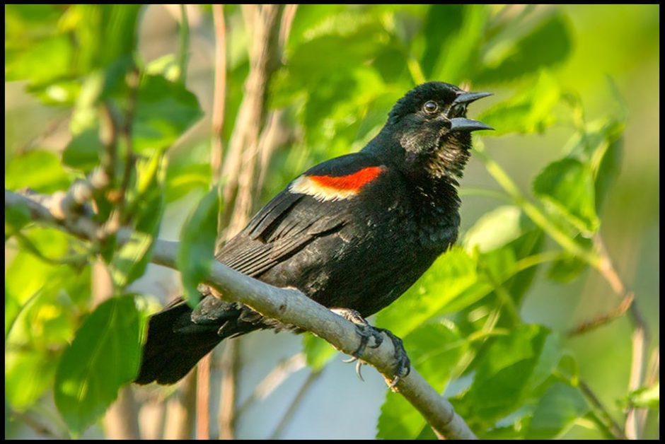 A male red-winged blackbird sings to warn intruders to stay away from his nest and chicks. Bible Verse of the Day: Psalm 5:11 for Father's Day