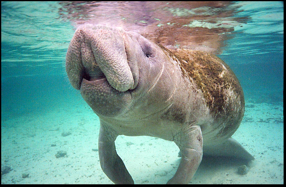 A manatee surfaces in shallow water as winters in the springs of the Crystal River, Florida. Bible Verse of the Day: Psalm 146:5-6 wonders of the sea