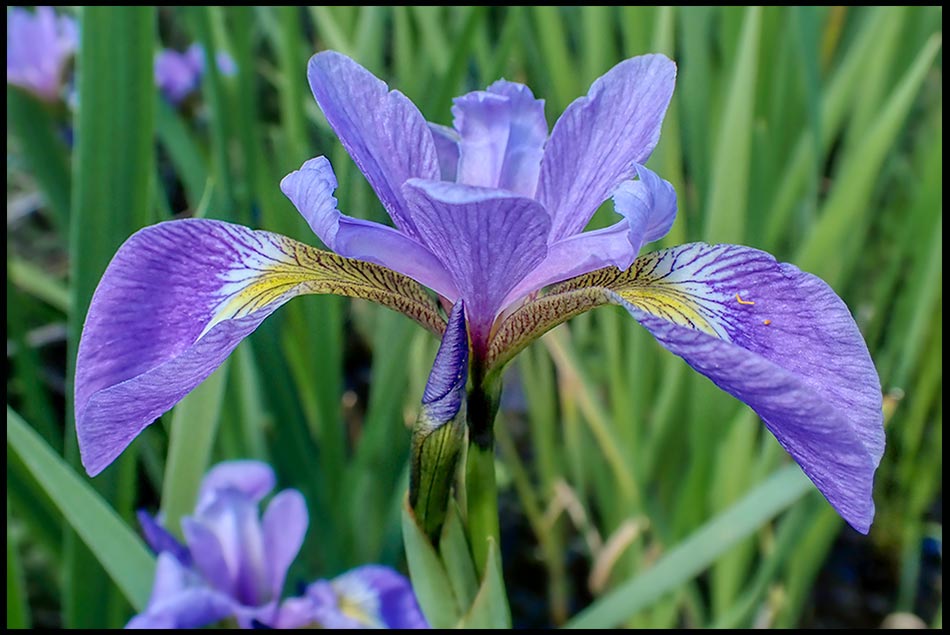 A purple wild iris, Columbia Falls, Maine. Bible Verse of the Day Psalm 145:3-4 Generations of Praise by Sydney Michalski