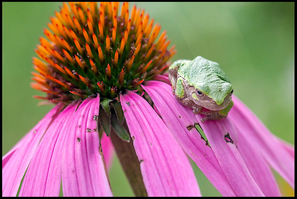 A green tree frog on a purple coneflower, Sarpy County, Nebraska and Hebrews 4:13