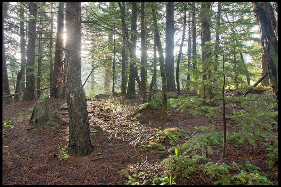 A sun beam shines through trees and makes a path in the Roosevelt National Forest, Colorado and Psalm 119:105-106. Bible verse light unto my path
