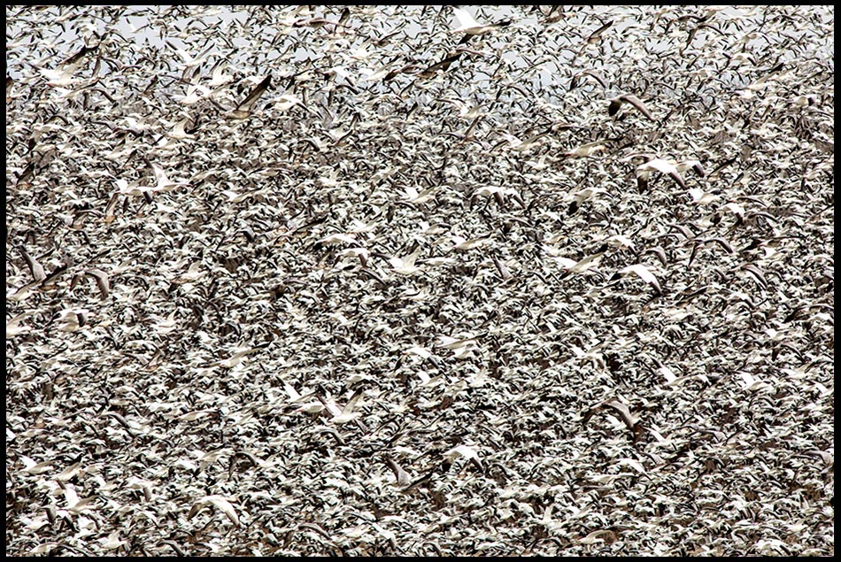 A huge flock of white and grey (blue phase) snow geese fly above DeSoto Bend National Wildlife Refuge near Missouri Valley, Iowa