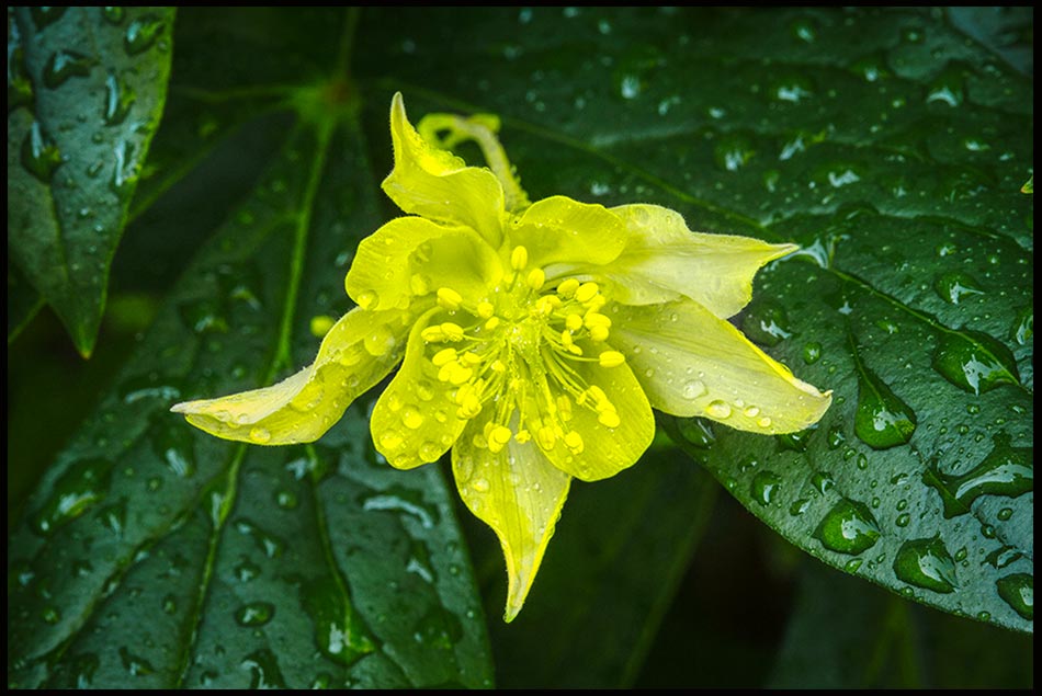 Water droplets on a golden columbine blossom and the surrounding leaves, Bellevue, Nebraska. Matthew 5:45 Rains on the just and the unjust.