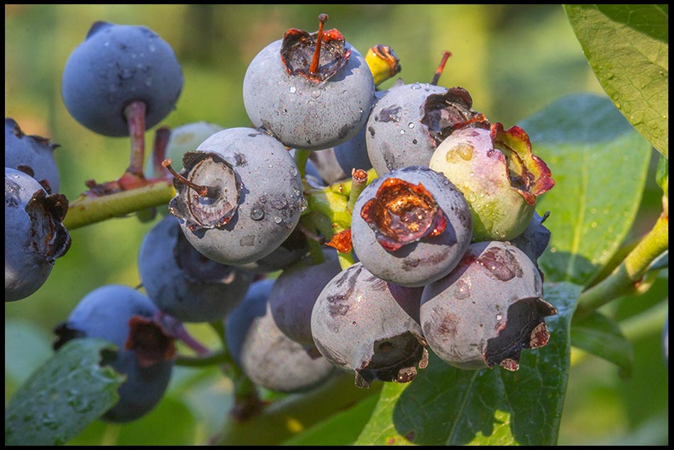 Ripe Blueberries on the vine or bush, Bellevue, Nebraska. Bible verse of the Day John 5:15 I am the vine