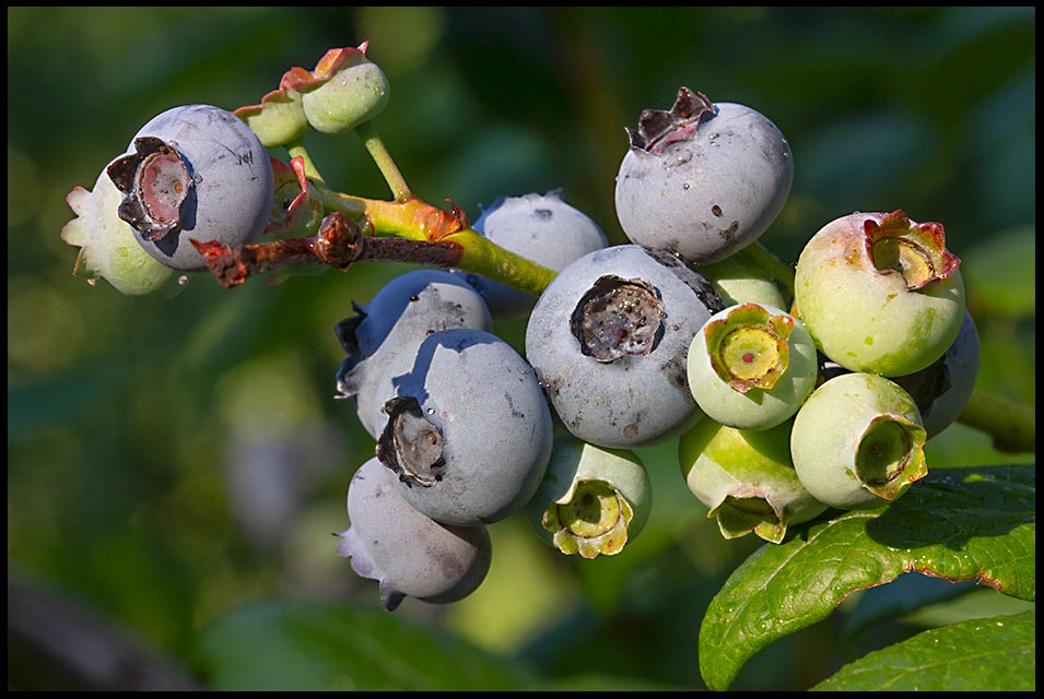 Ripe and green unripe blueberries on a branch, Bellevue, Nebraska. Bible verse Romans 12:4-5 Growing together in Christ