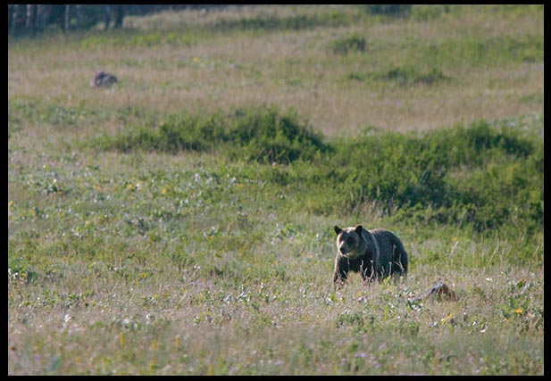A distant grizzly bear in a field. It's rounded ears help distinguish it from a black bear. It's important to be able to have truth and discernment when looking at the differences between bear species.